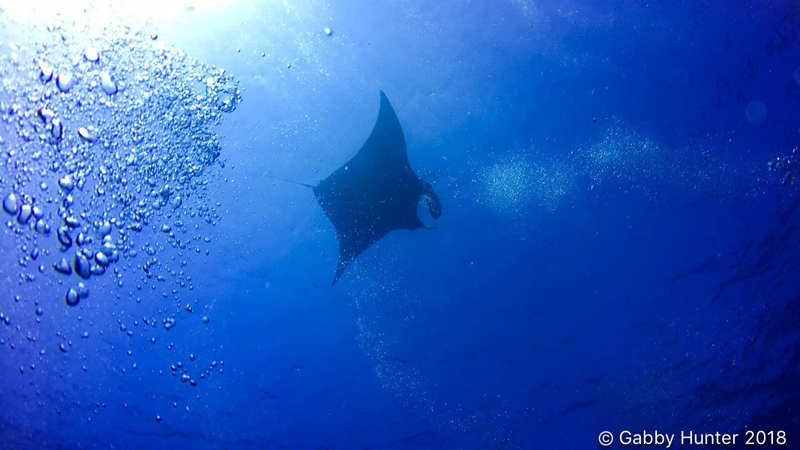 Manta Ray and bubbles