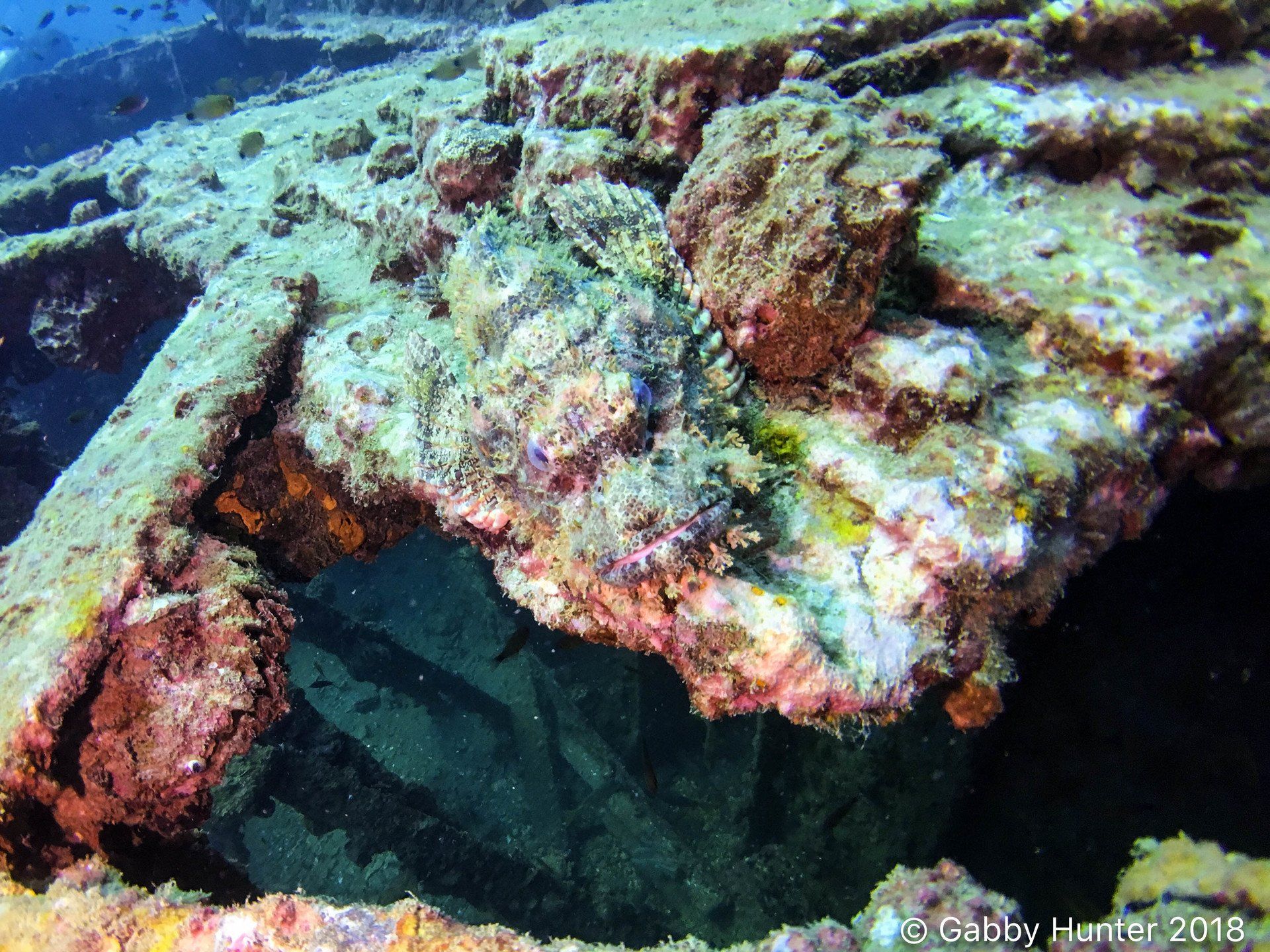 stonefish blending into the surface