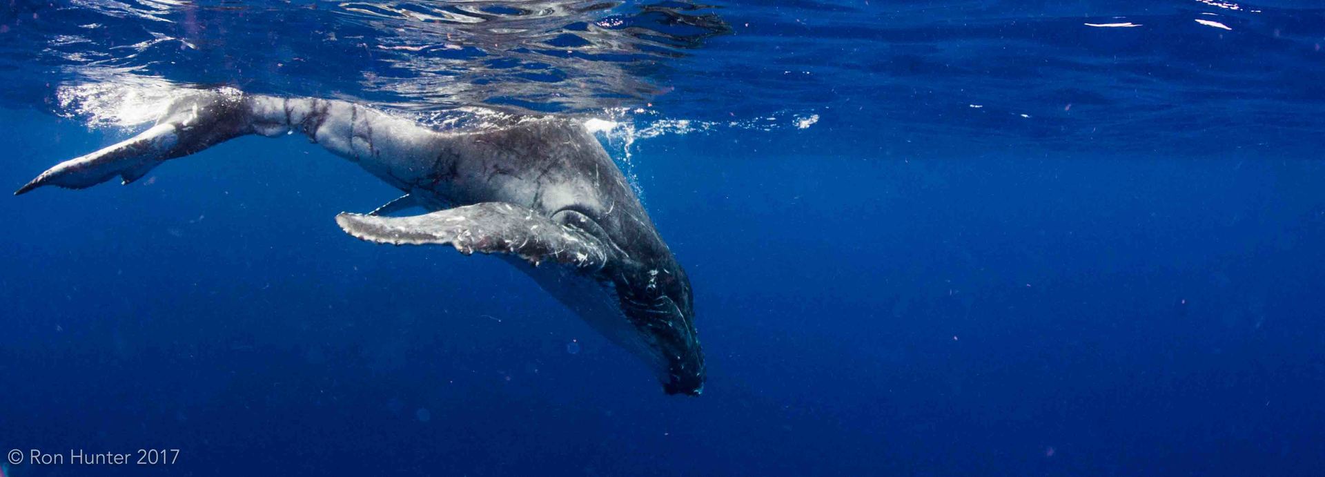 Calf about to dive down from the surface