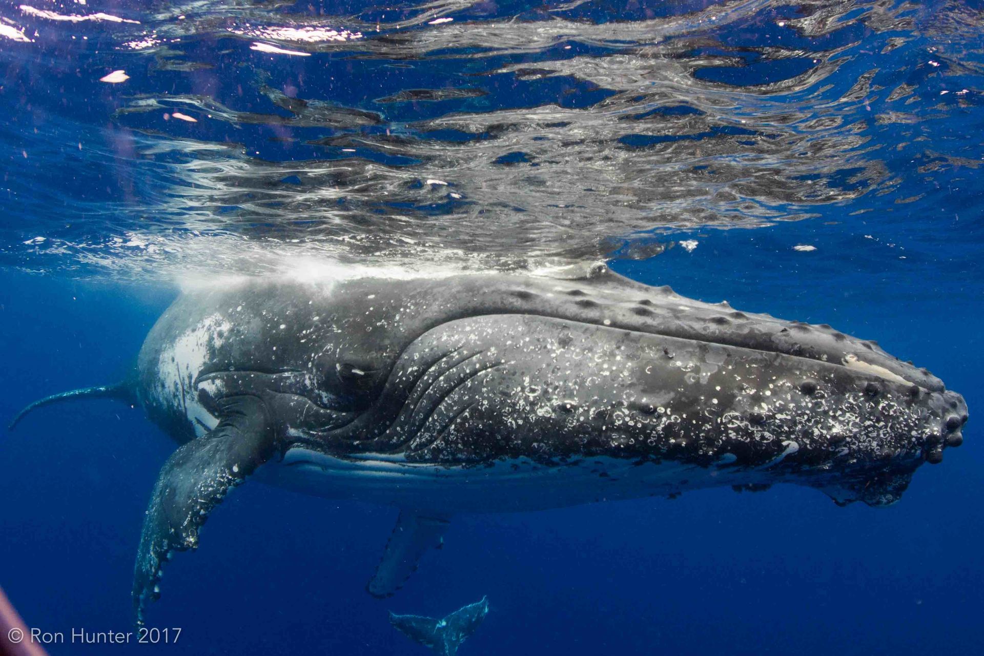Close up of a whale cruising past