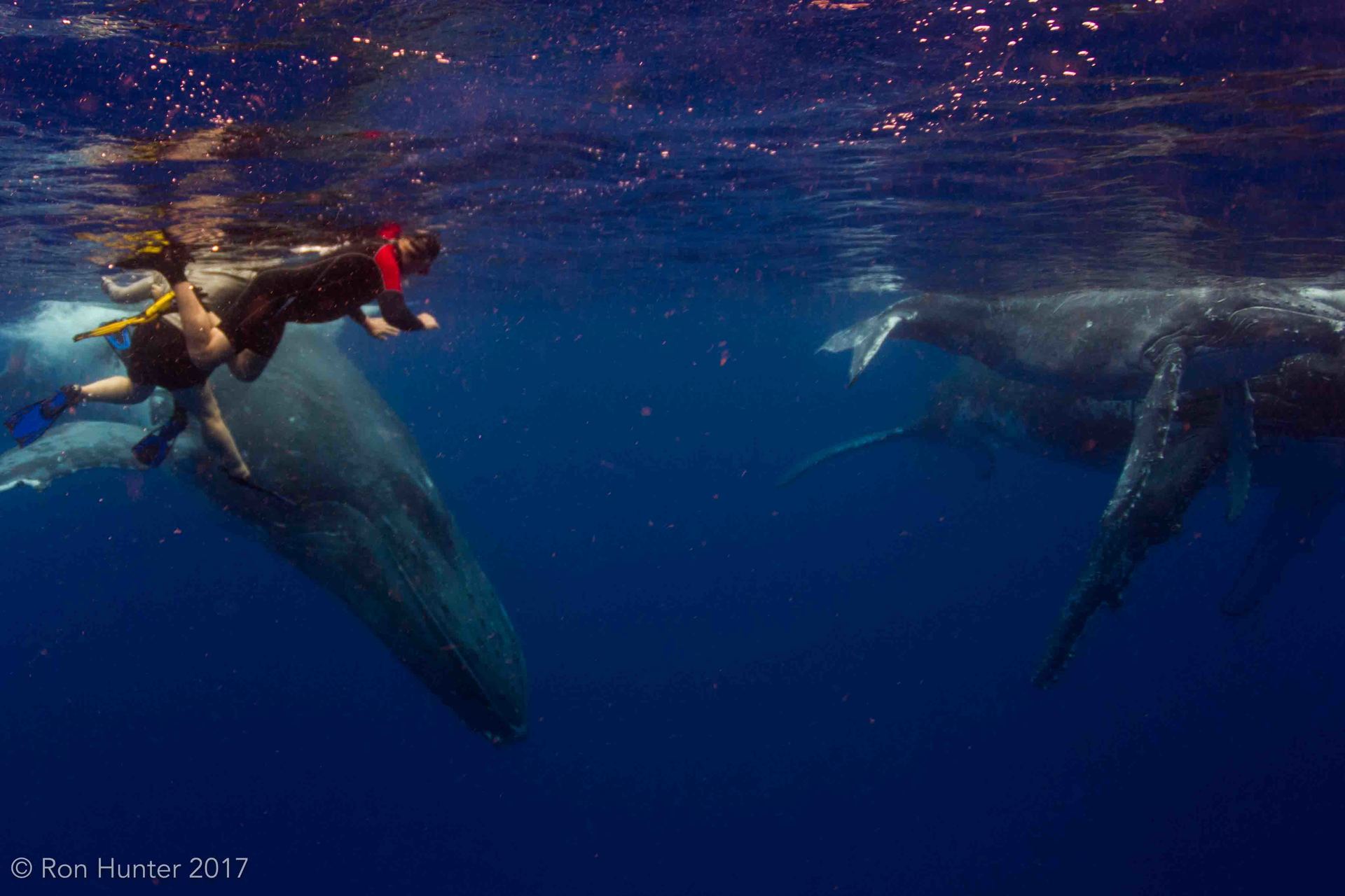 Whales and snorkelers