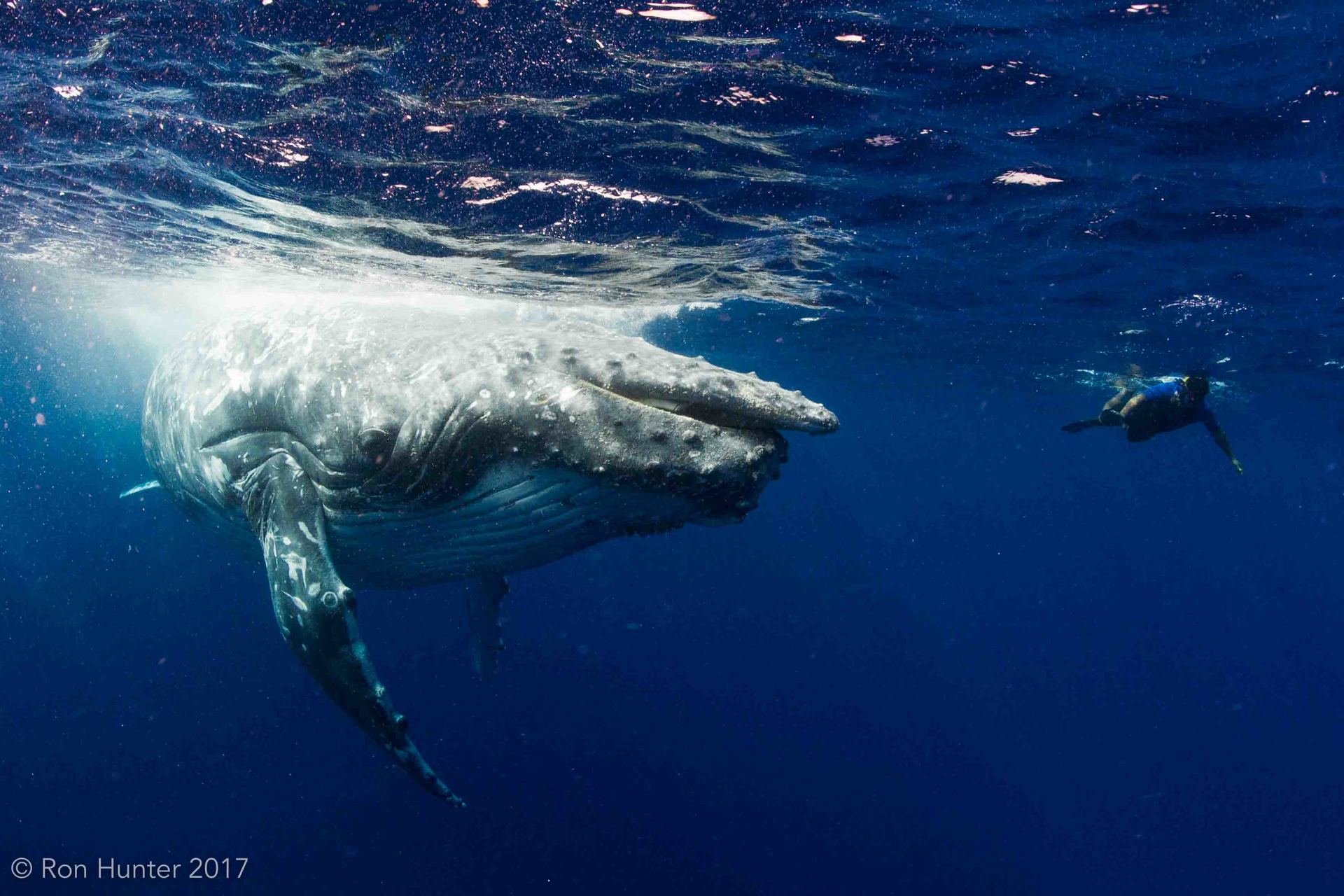 A Humpback Whale with a cleft palate and a snorkeler ahead