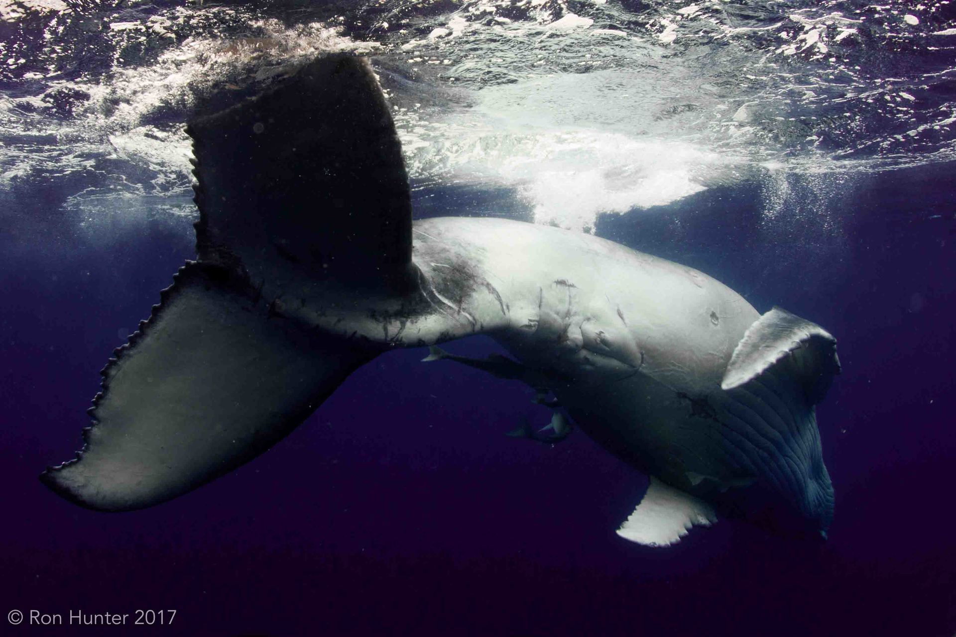 Adolescent Humpback playing at the surface