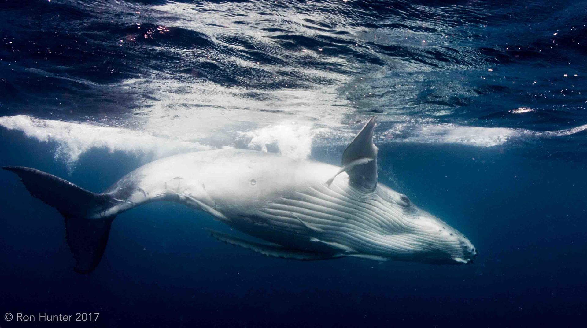 Adolescent Humpback, playing at the surface
