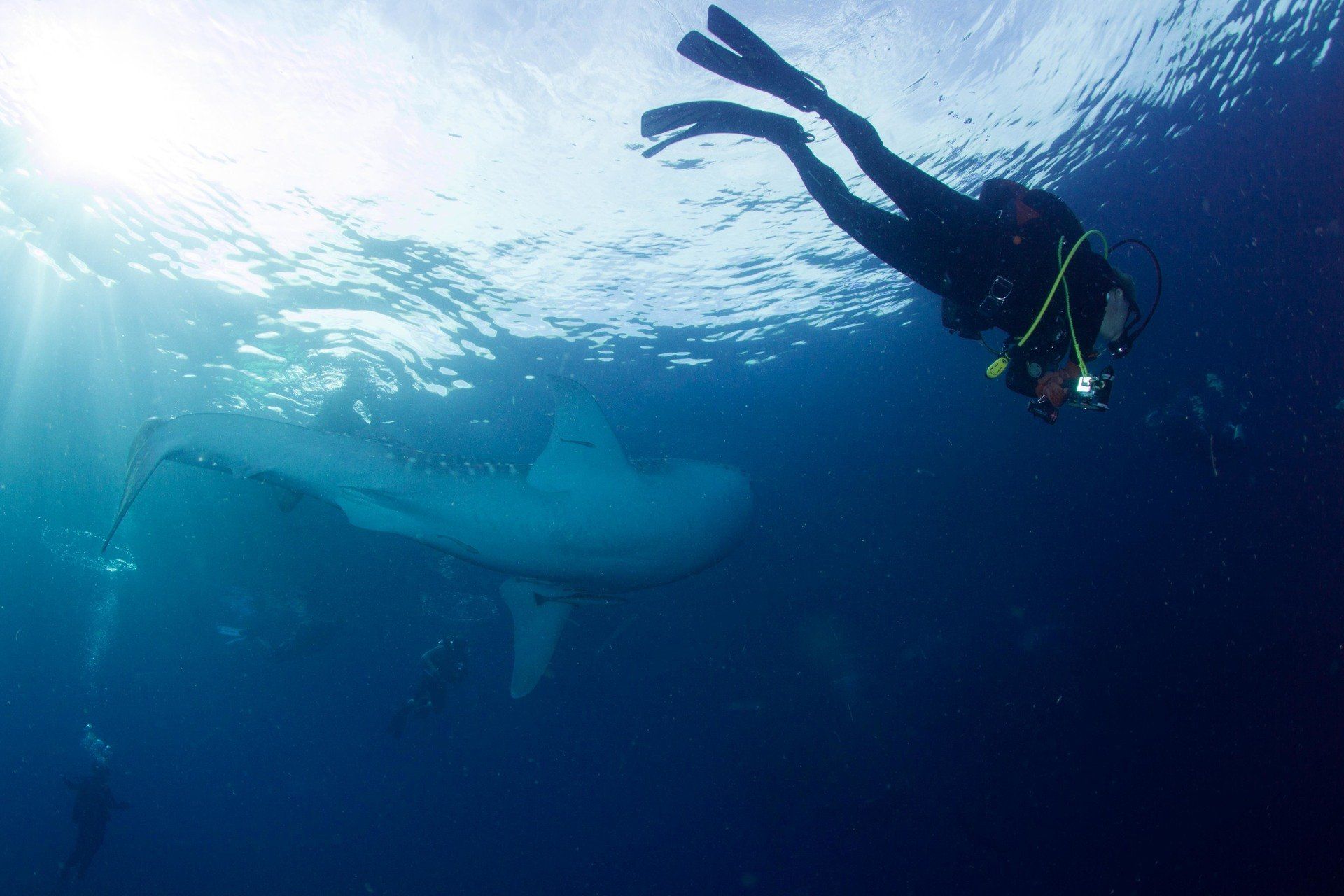 Whaleshark and a diver