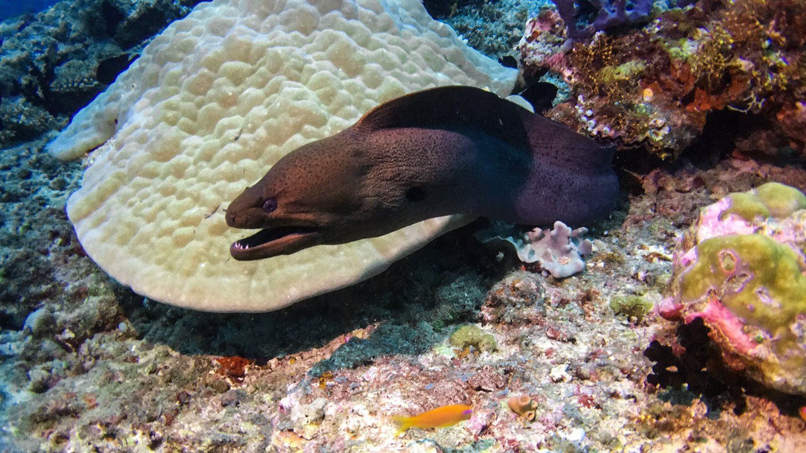 Purple Eel hanging out of hishome