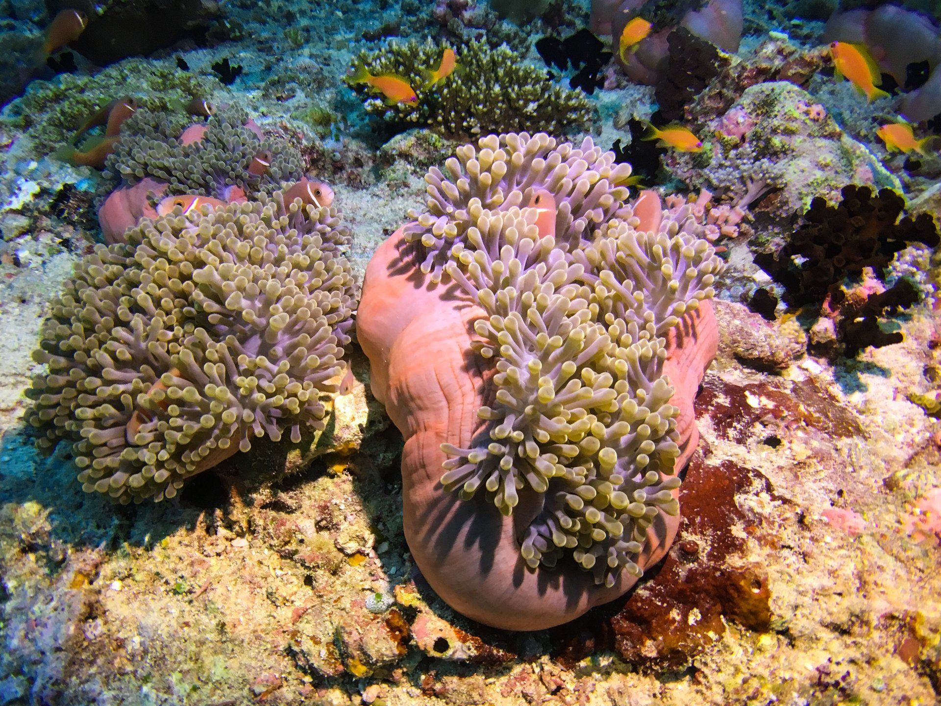 Anemones and orange fish