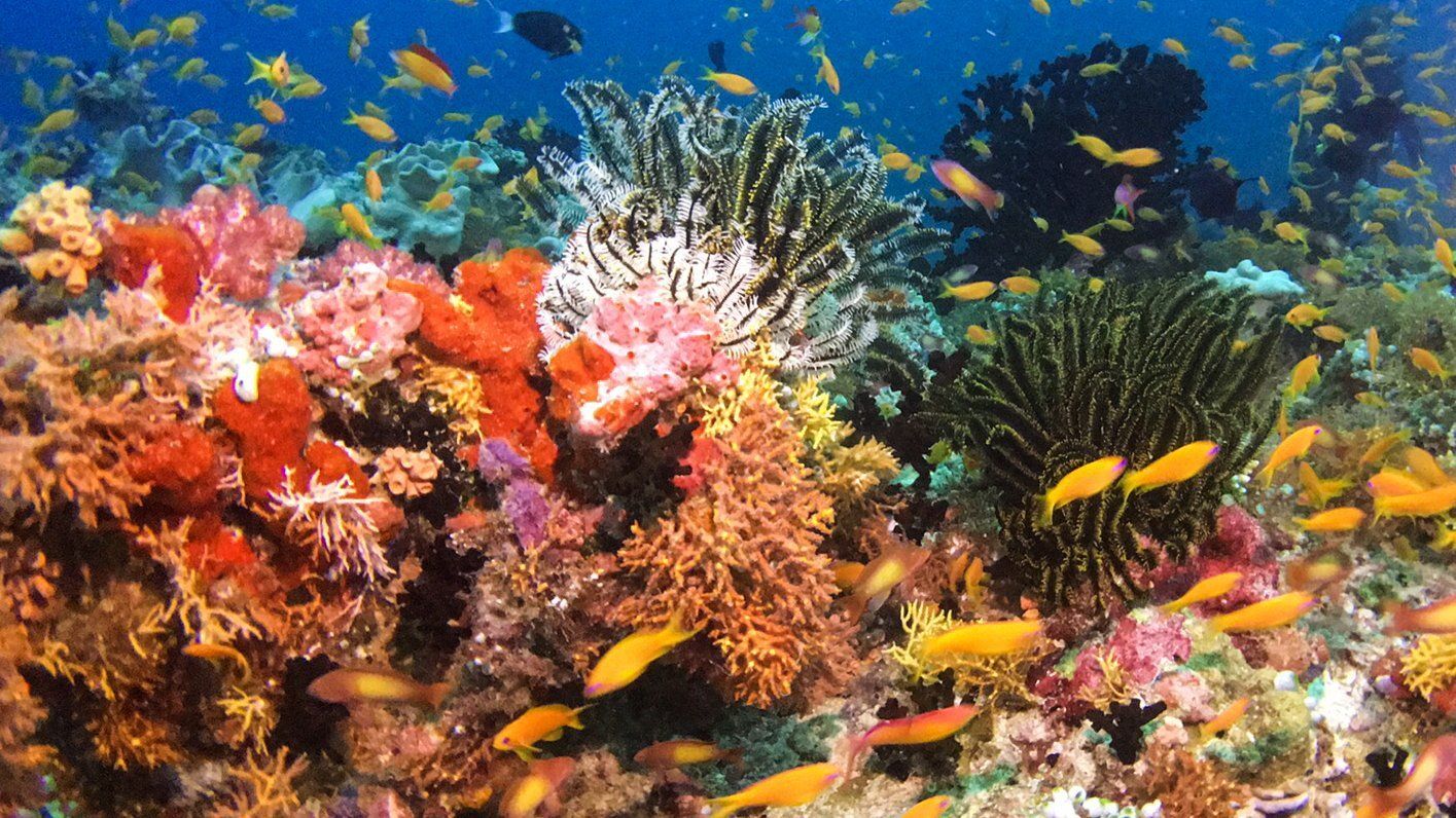 Pretty, colourful reef and coral