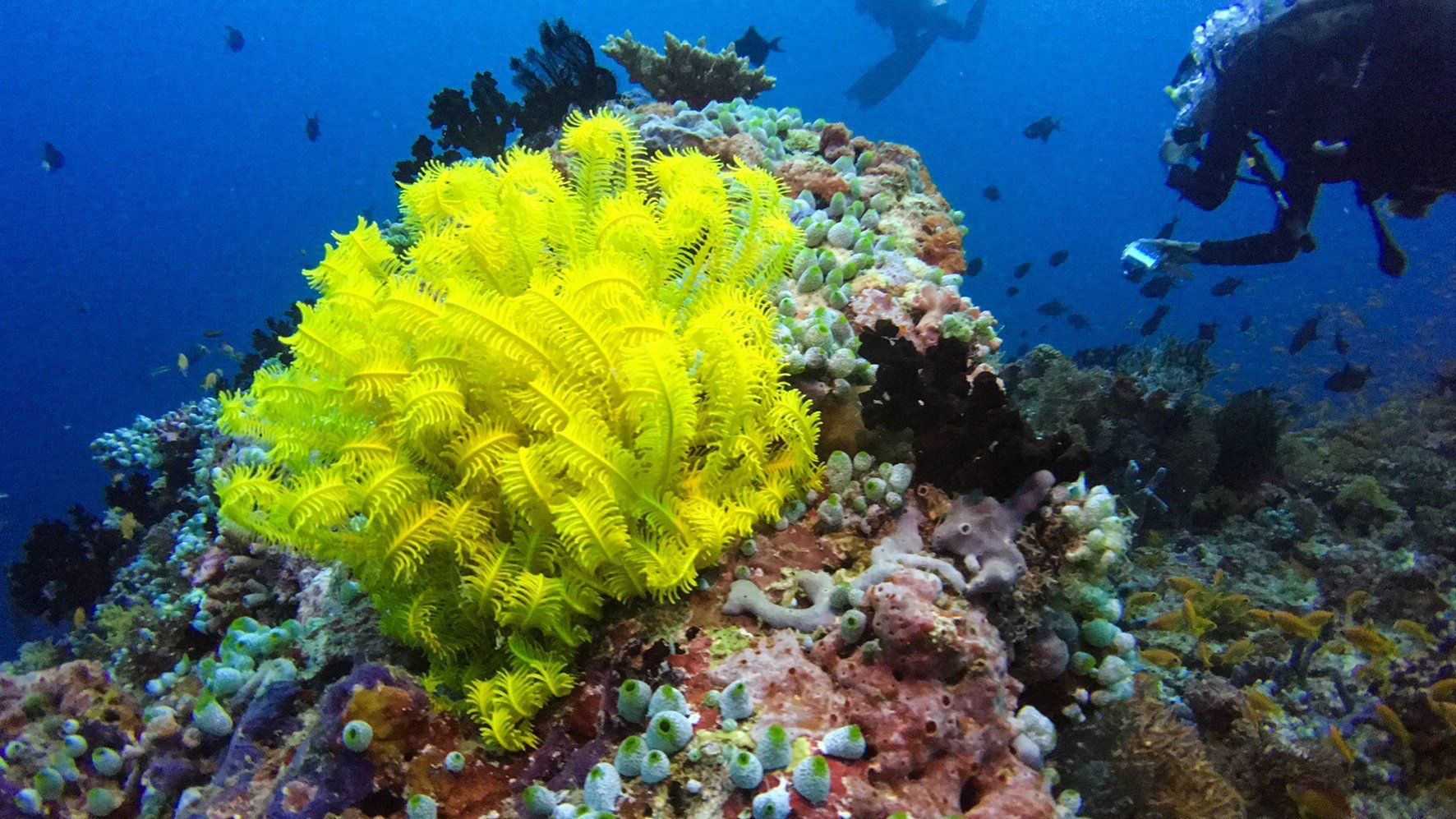 A bright yellow feather star