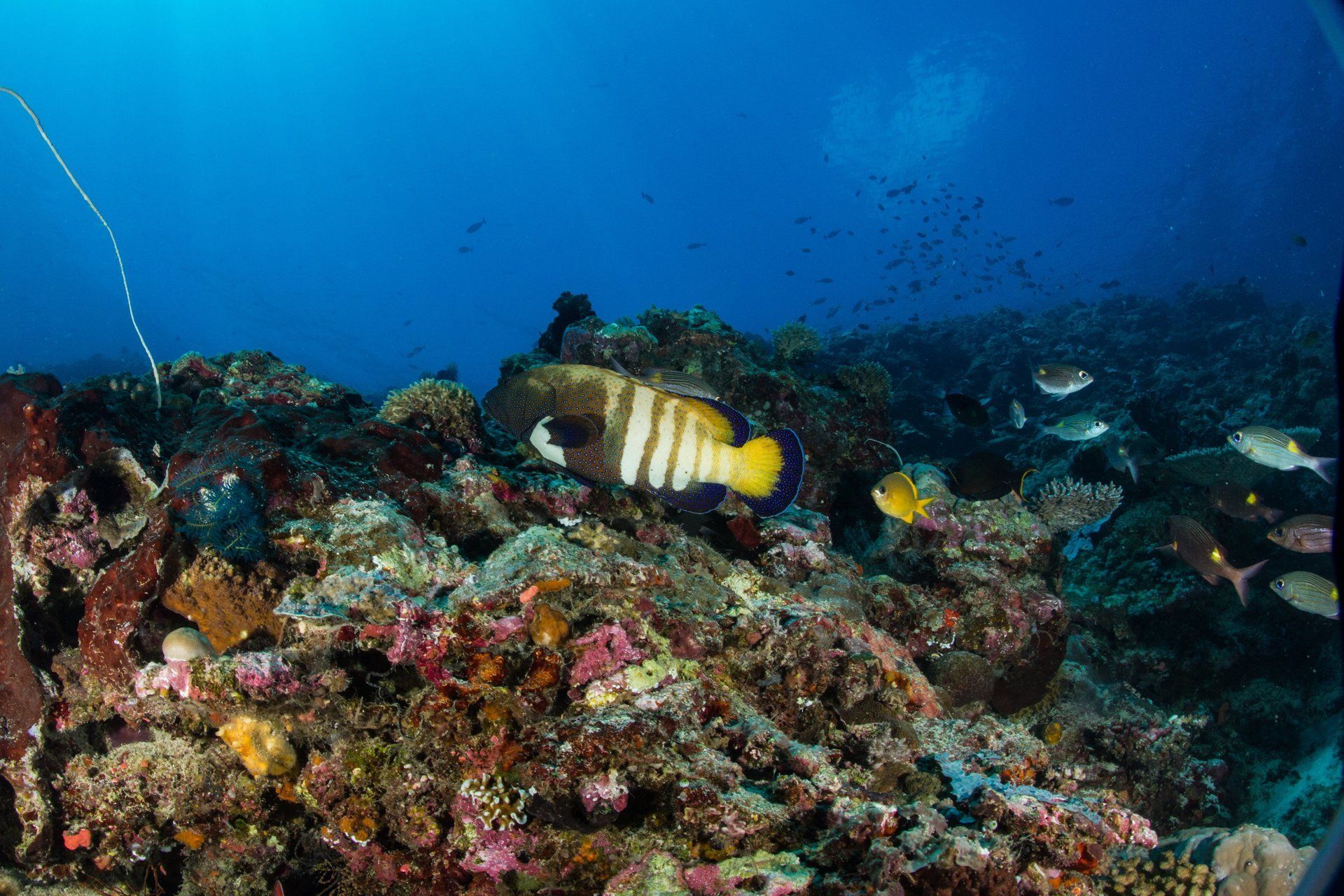 Colourful coral and fish with clear blue water