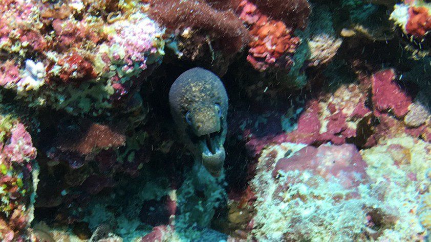 Eel looking right at the camera