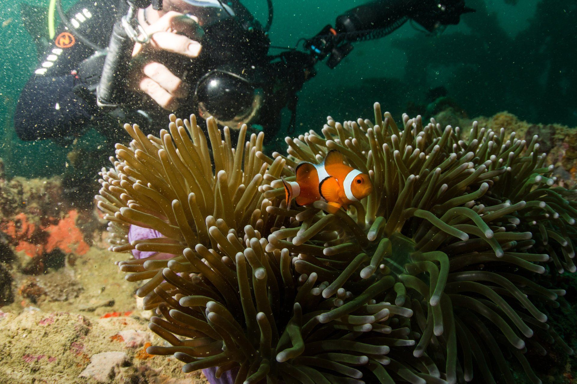 Diver taking a photo of a clown fish in it's anemone
