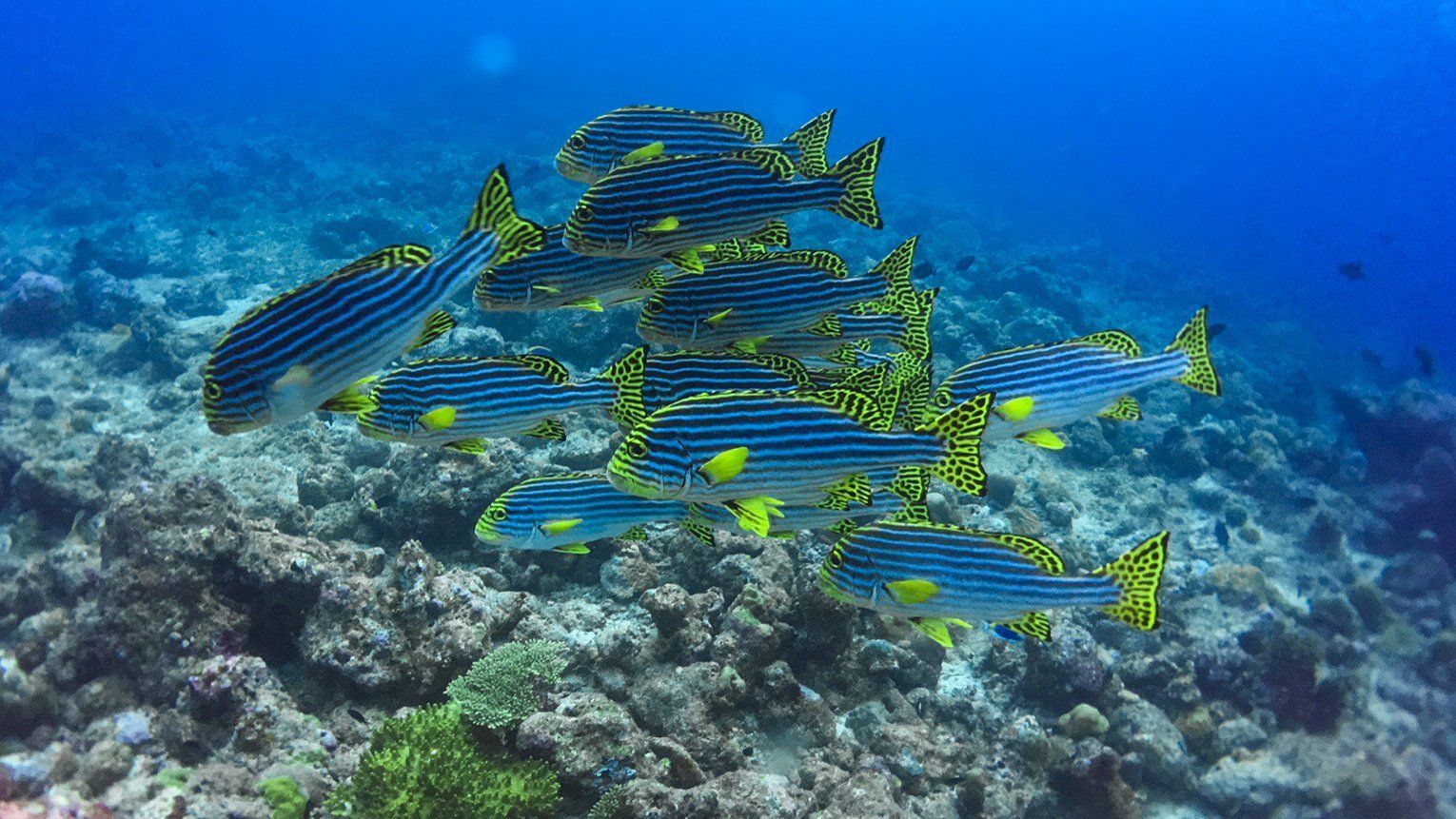 School of black, white and yellow fish