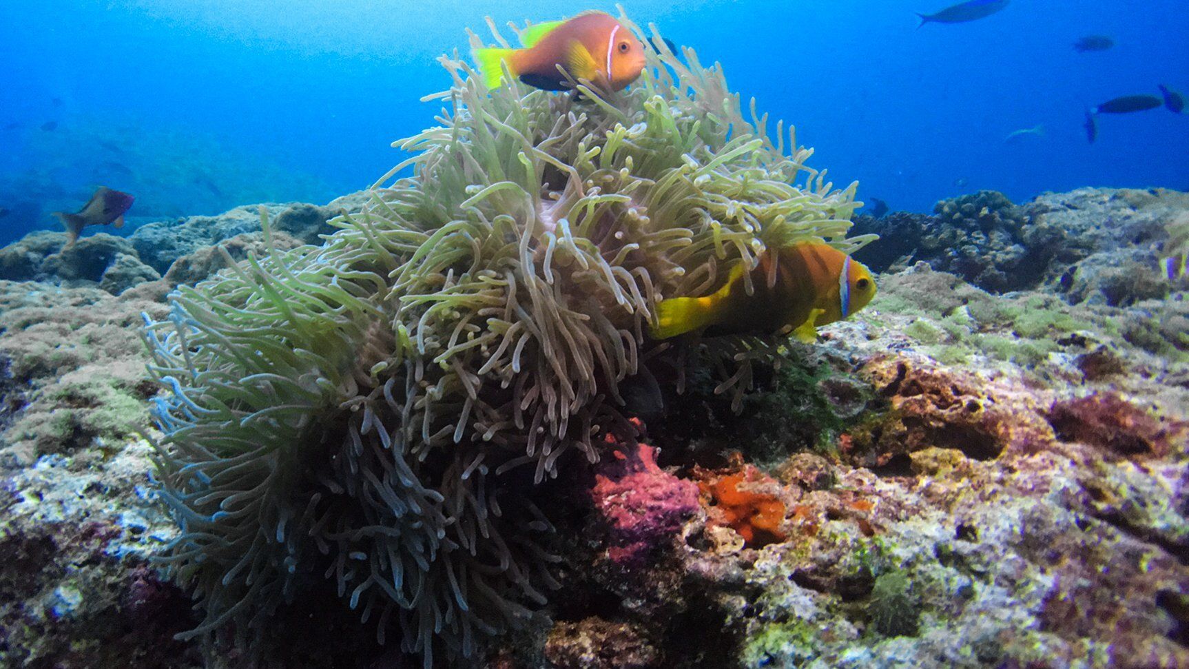 Clown fish in an anemone