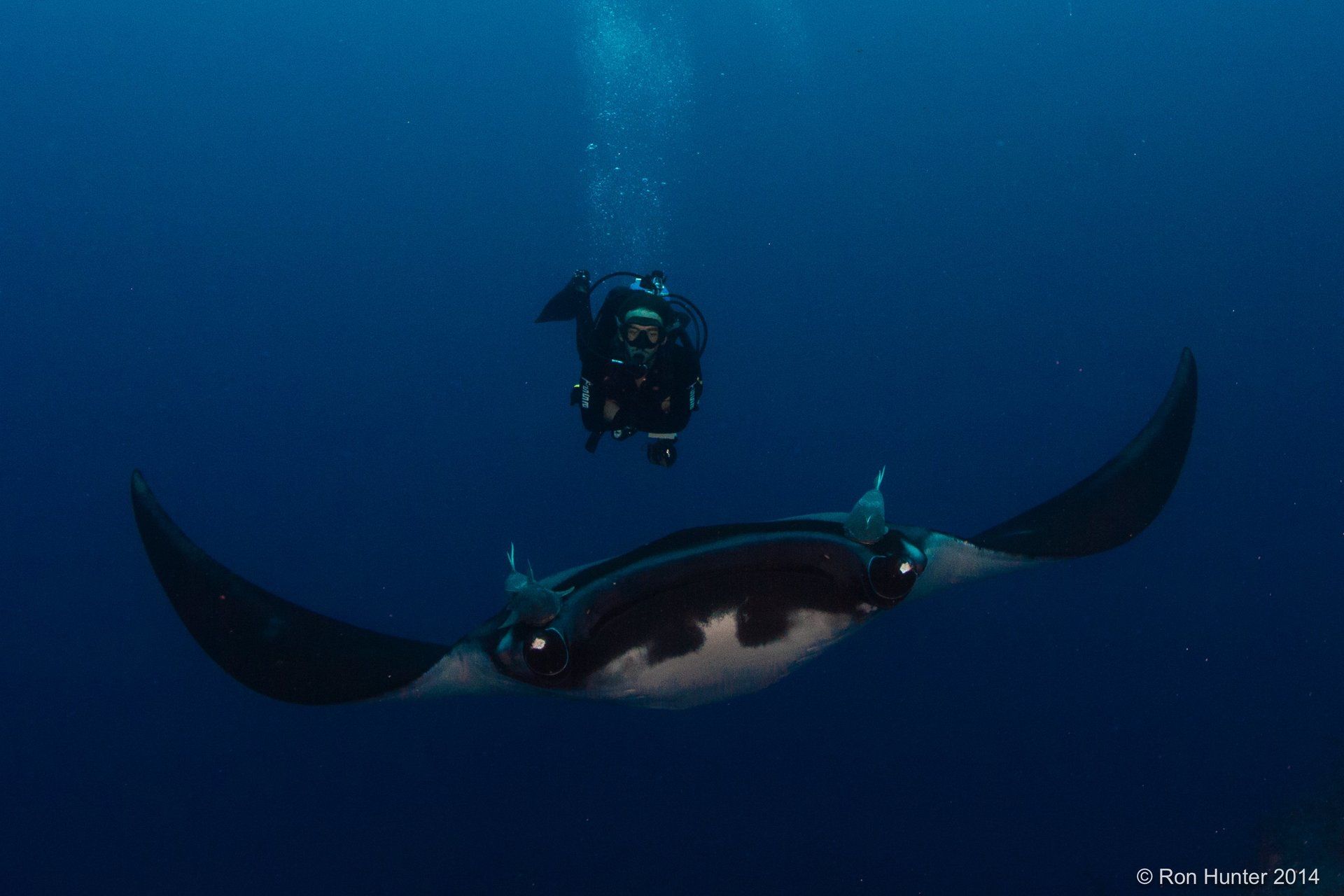 Diver swimming on top of a manta ray