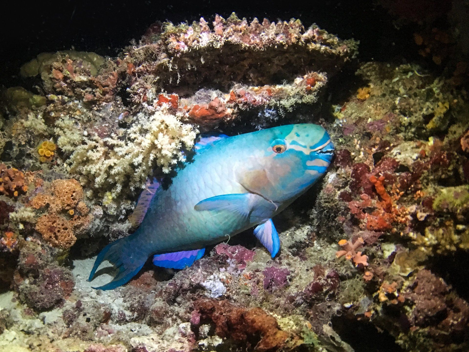 Vibrant Parrot Fish amongst coral