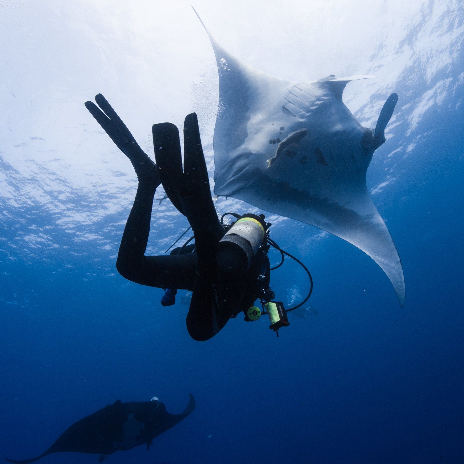 Diver Giant Pacific Manta Ray
