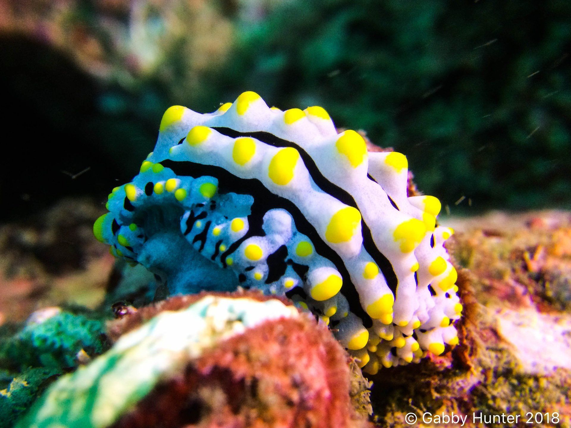 Spikey yellow nudibranch