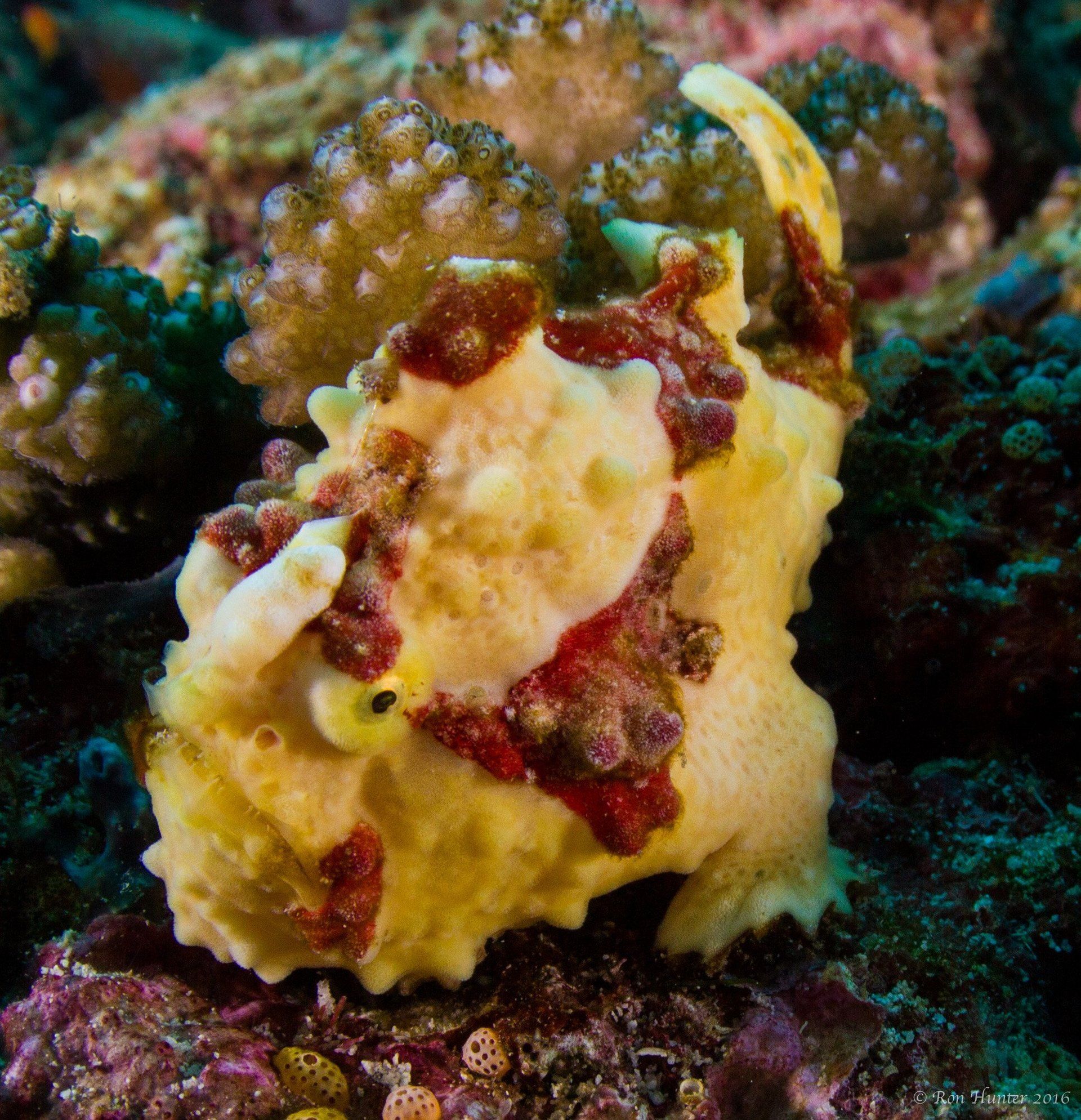 Yellow and red frog fish