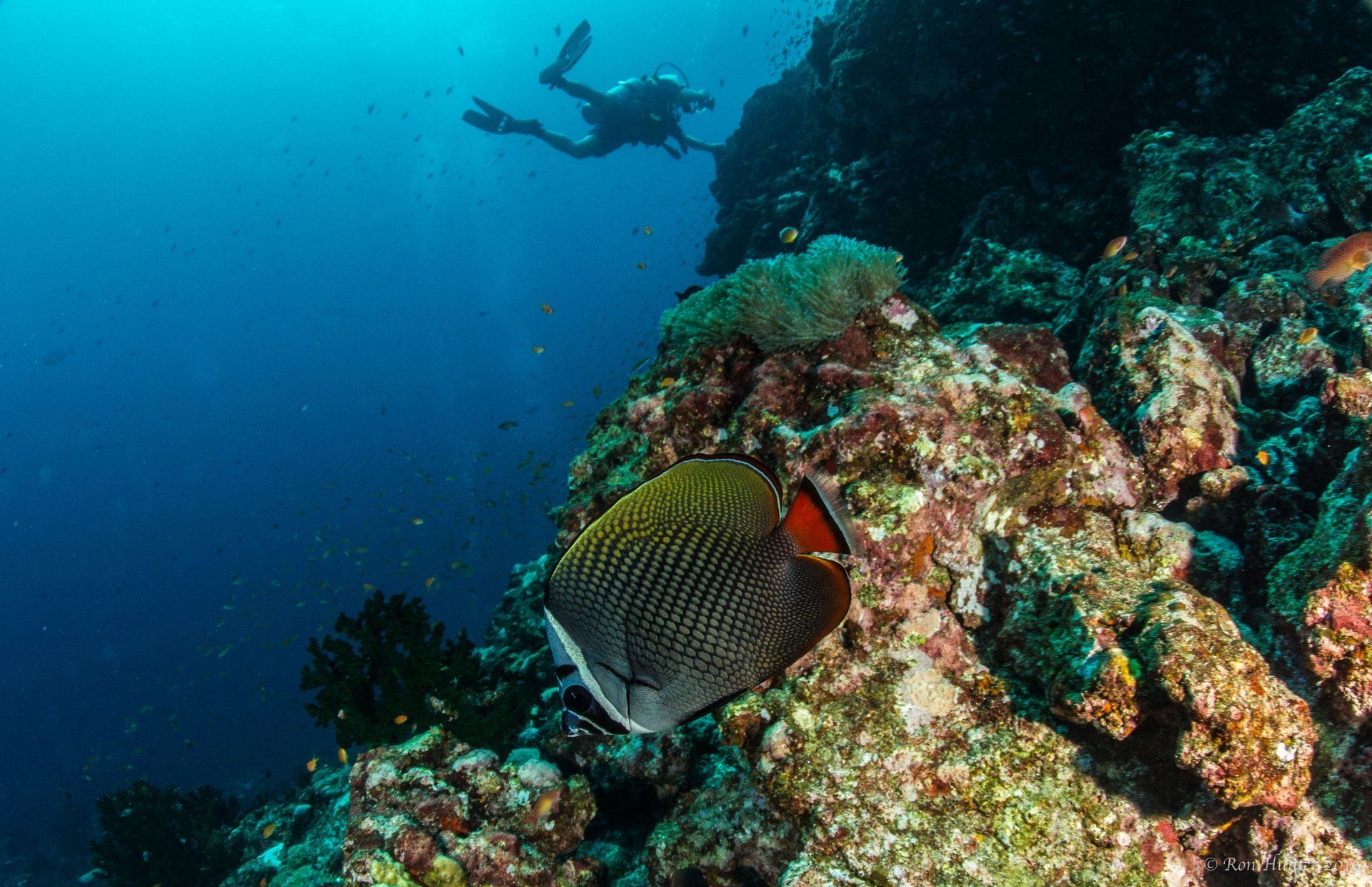 Vibrant fish next to a rock wall
