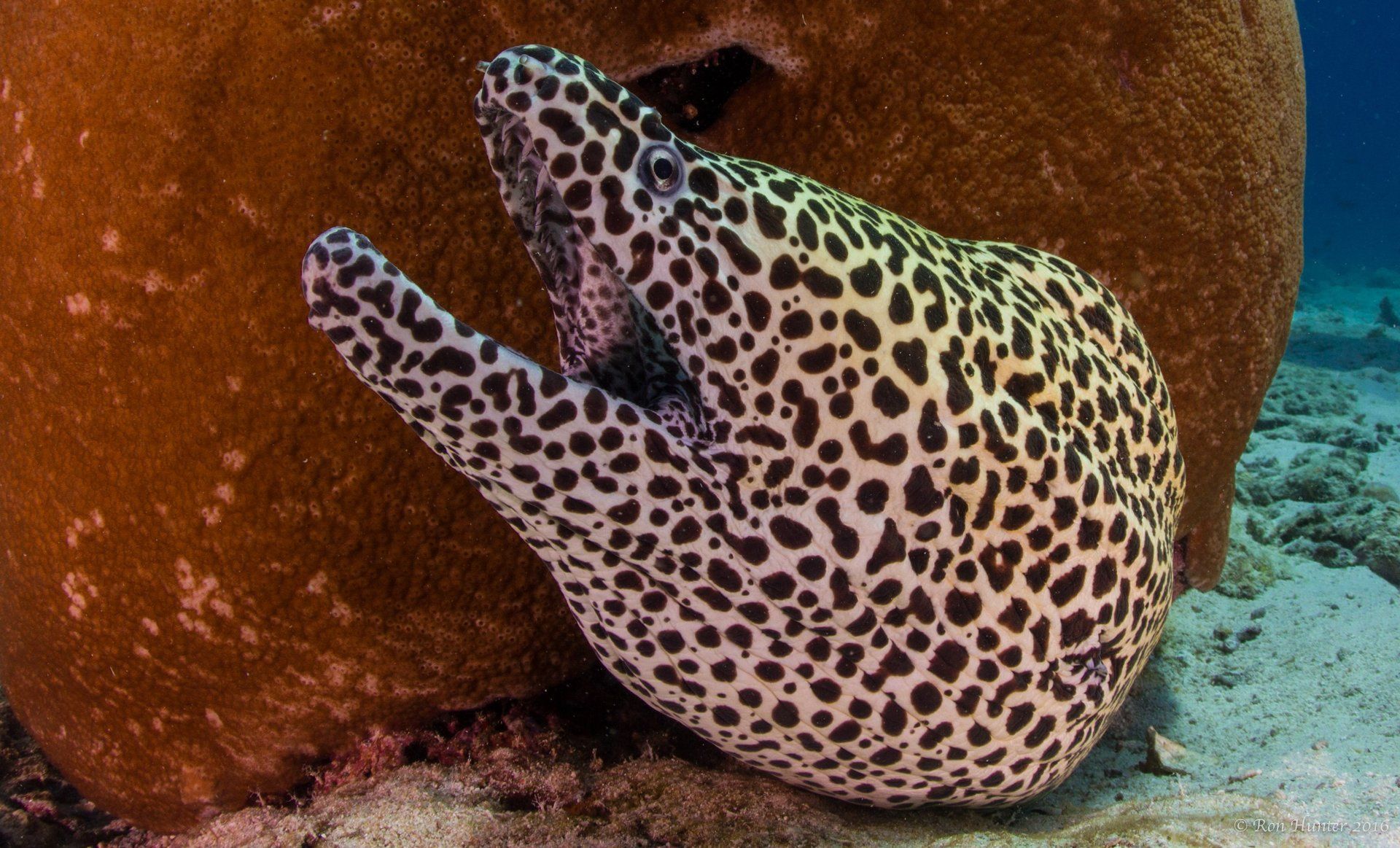 Leopard eel hanging out