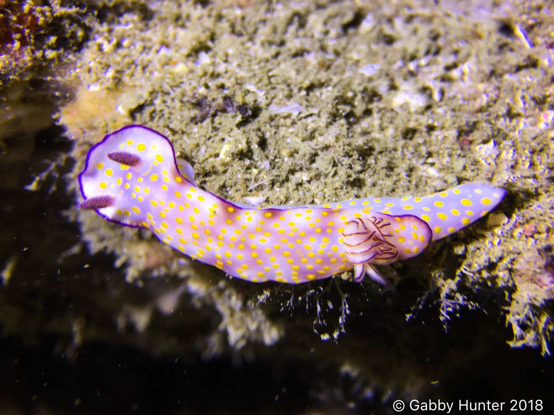 White nudibranch outlined with purple