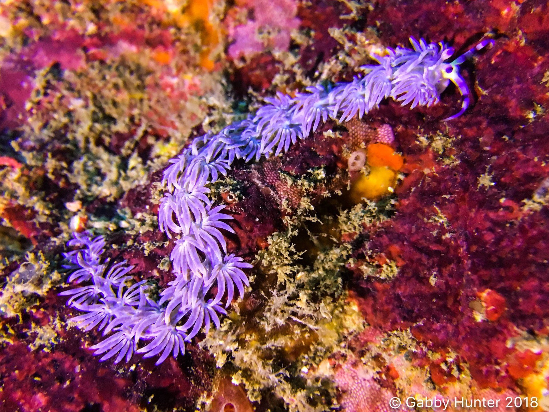 Vibrant purple nudibranch