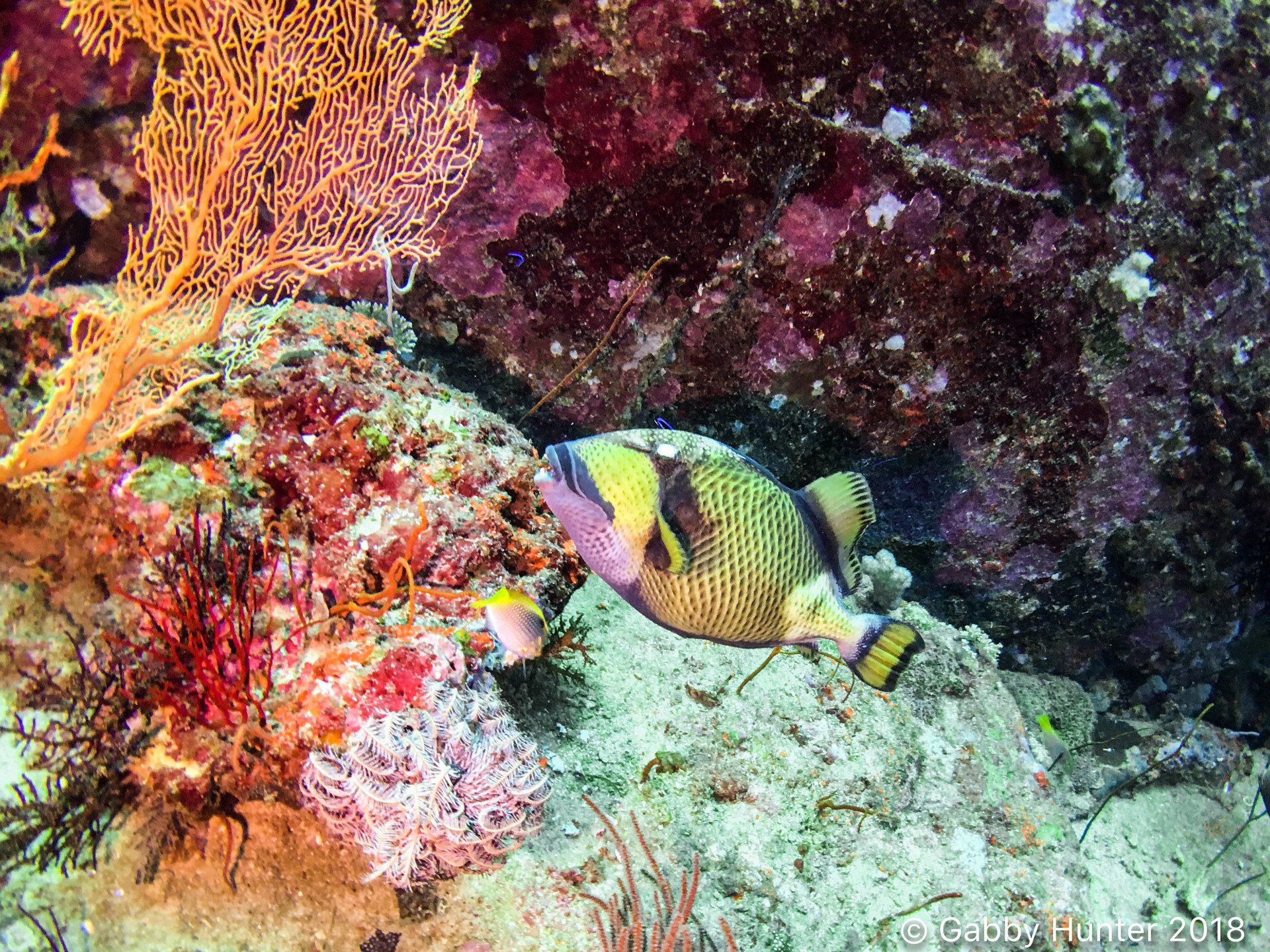 Triggerfish with colourful coral