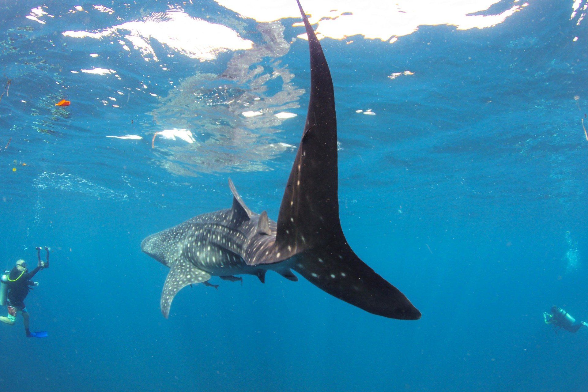 Whaleshark swimming away