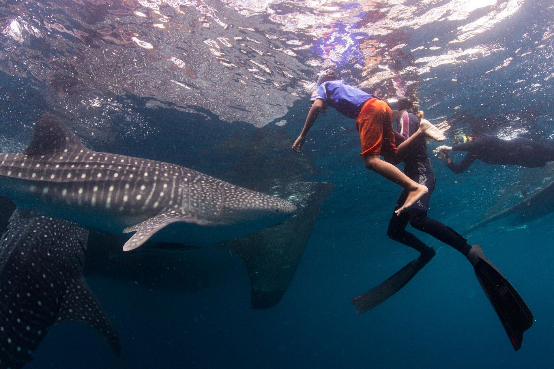 Child and mum with a whaleshark