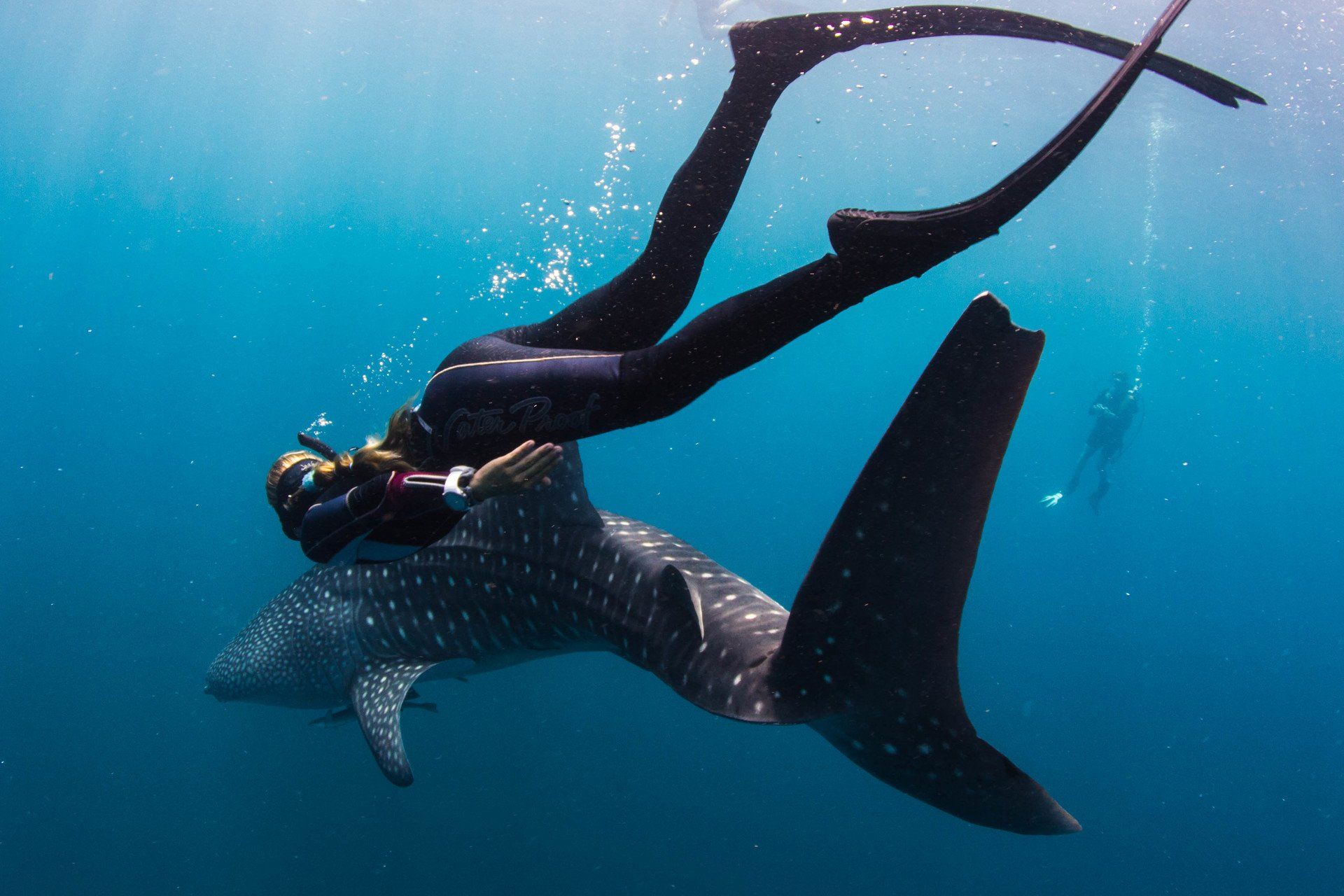 Freediver and a whaleshark