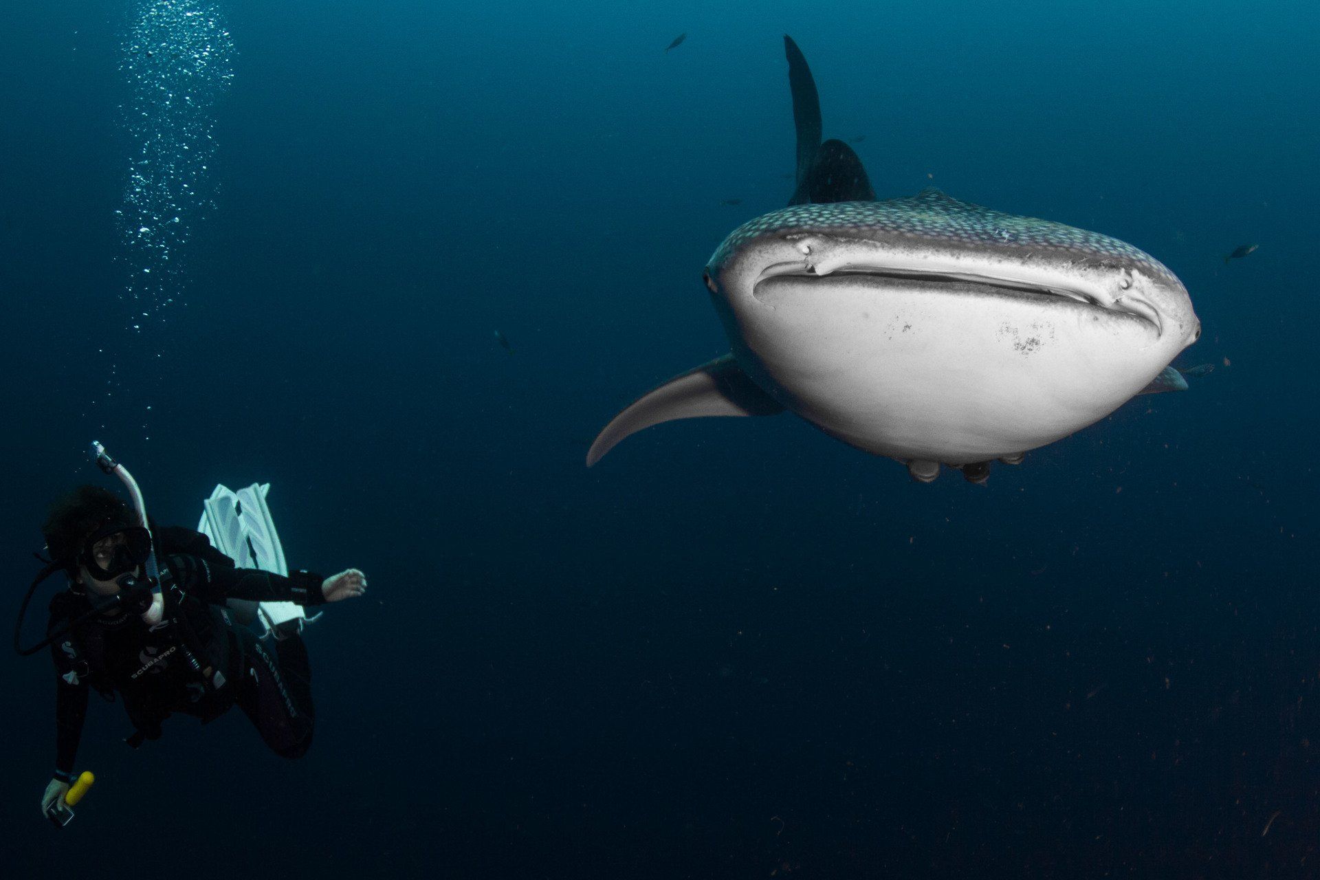 Diver looking up at a Whaleshark