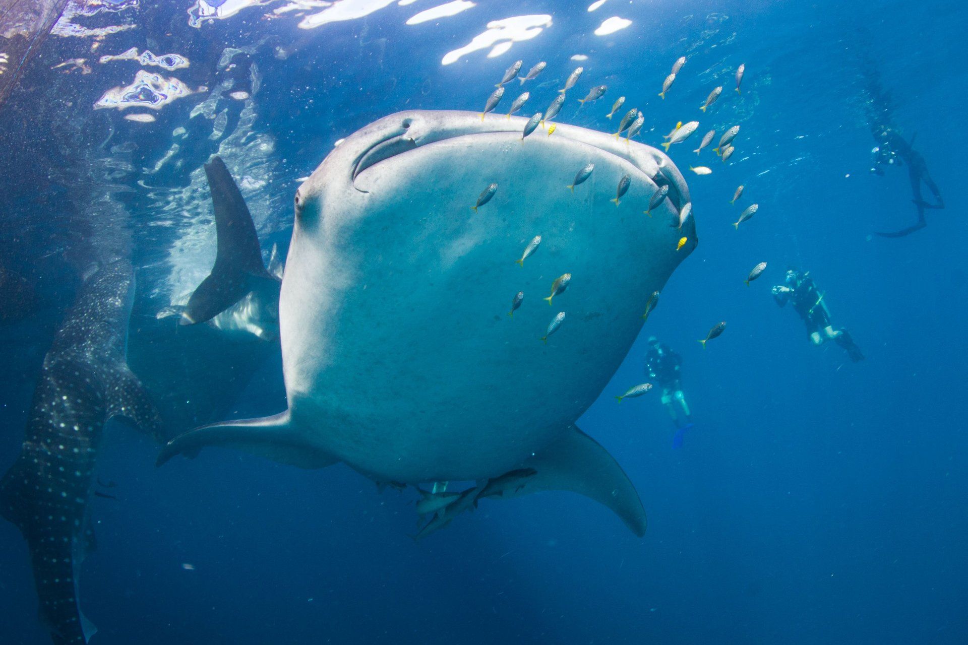 Whaleshark and small yellow fish