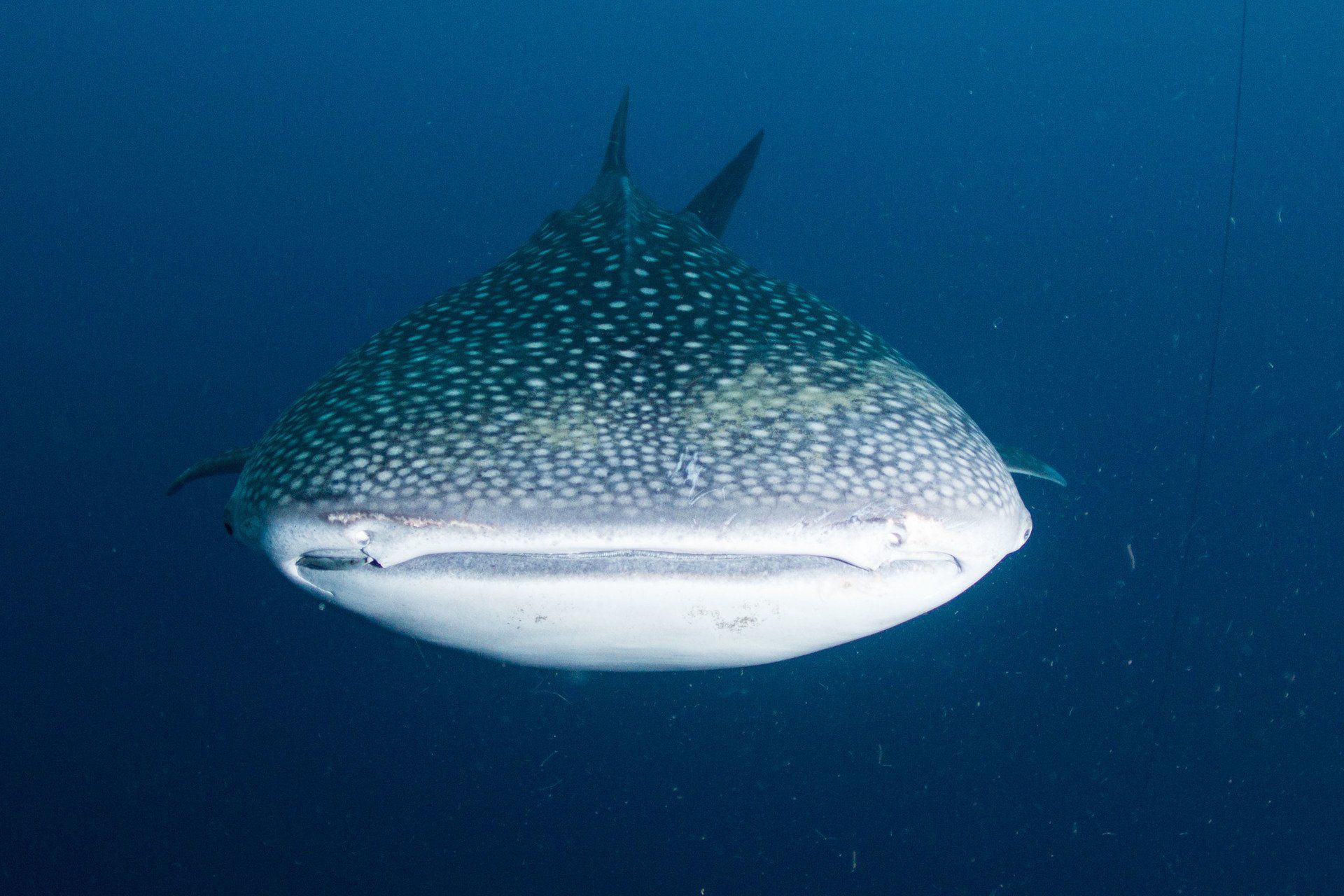 Head on with a whaleshark