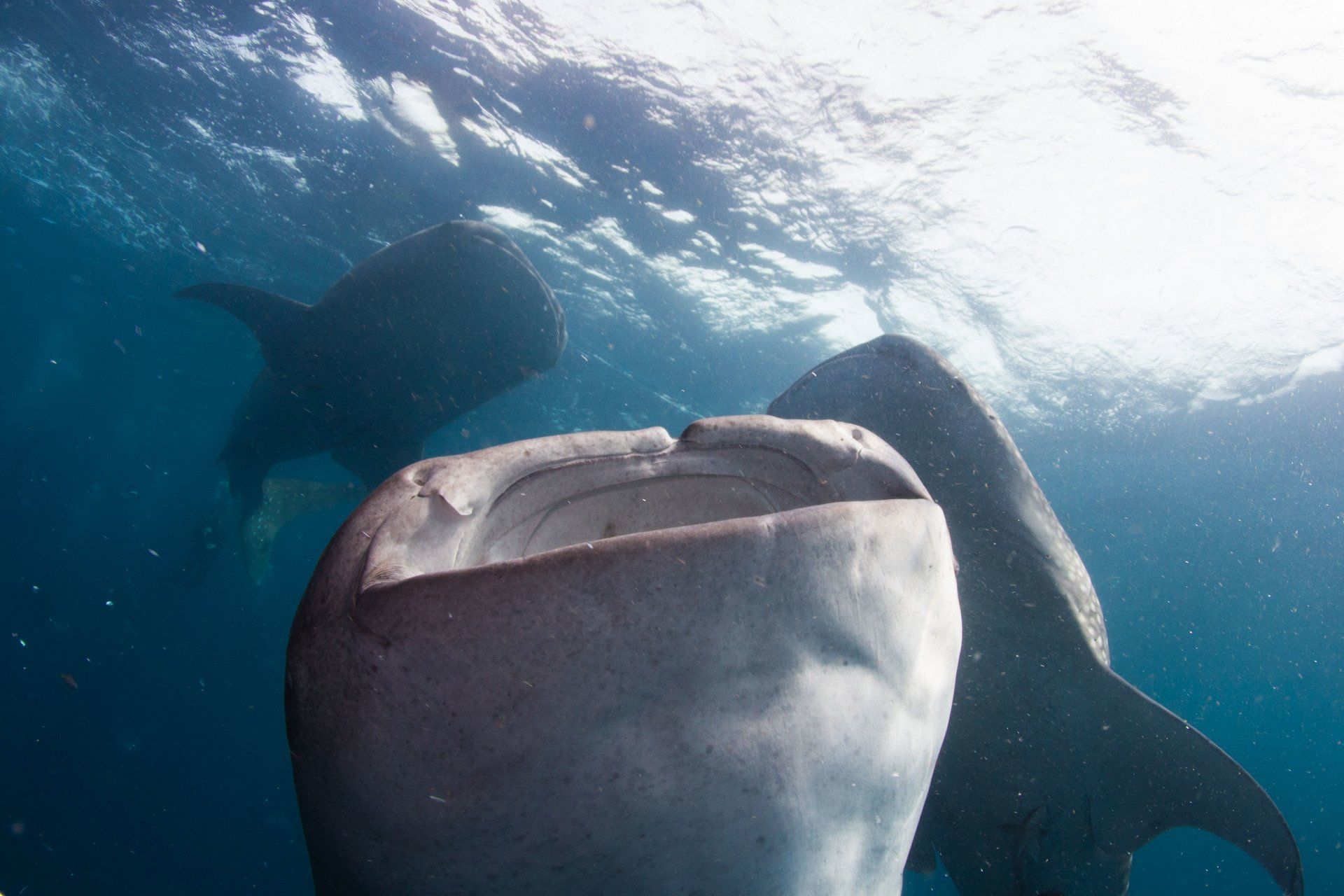 Three whalesharks