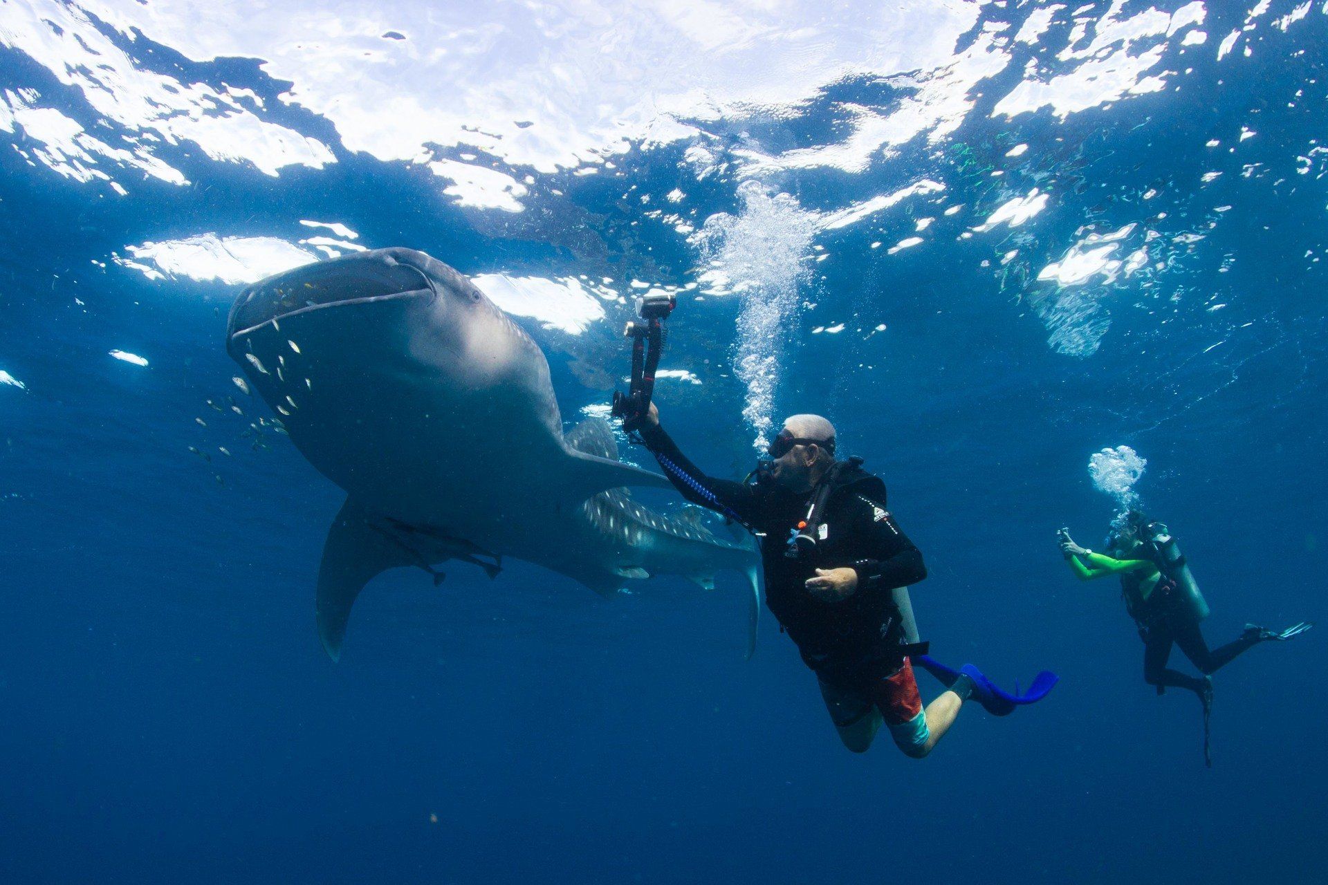 Divers taking photos of a whaleshark
