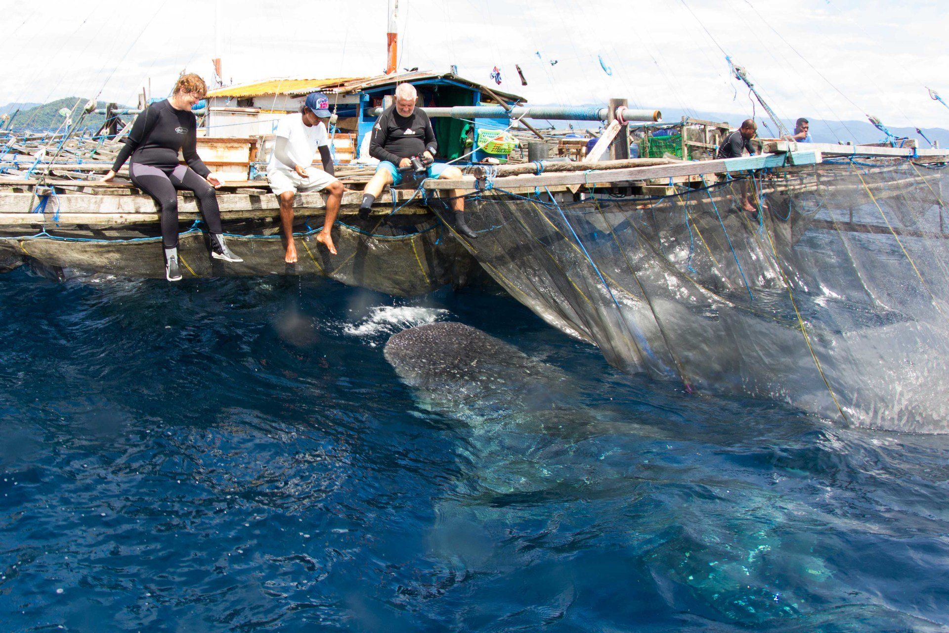 Whaleshark eating out of the nets of a boat