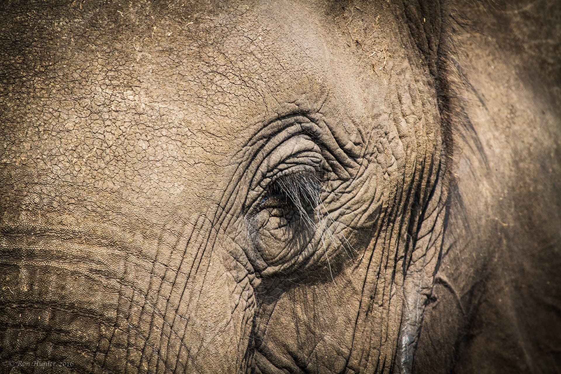 Close up of elephants eyelashes