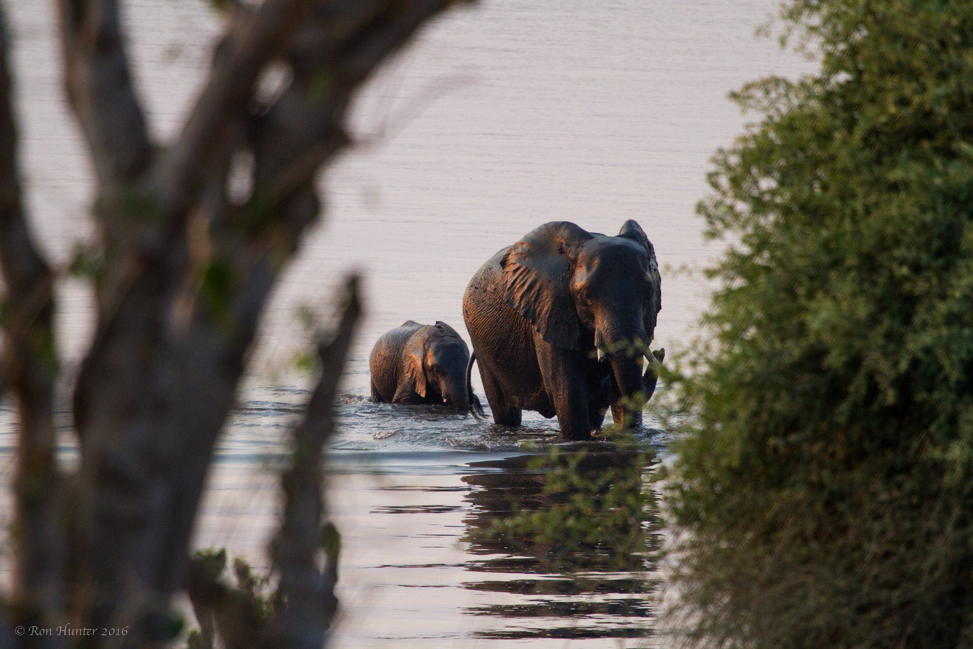 Elephant and it's young walking through the water in the distance.