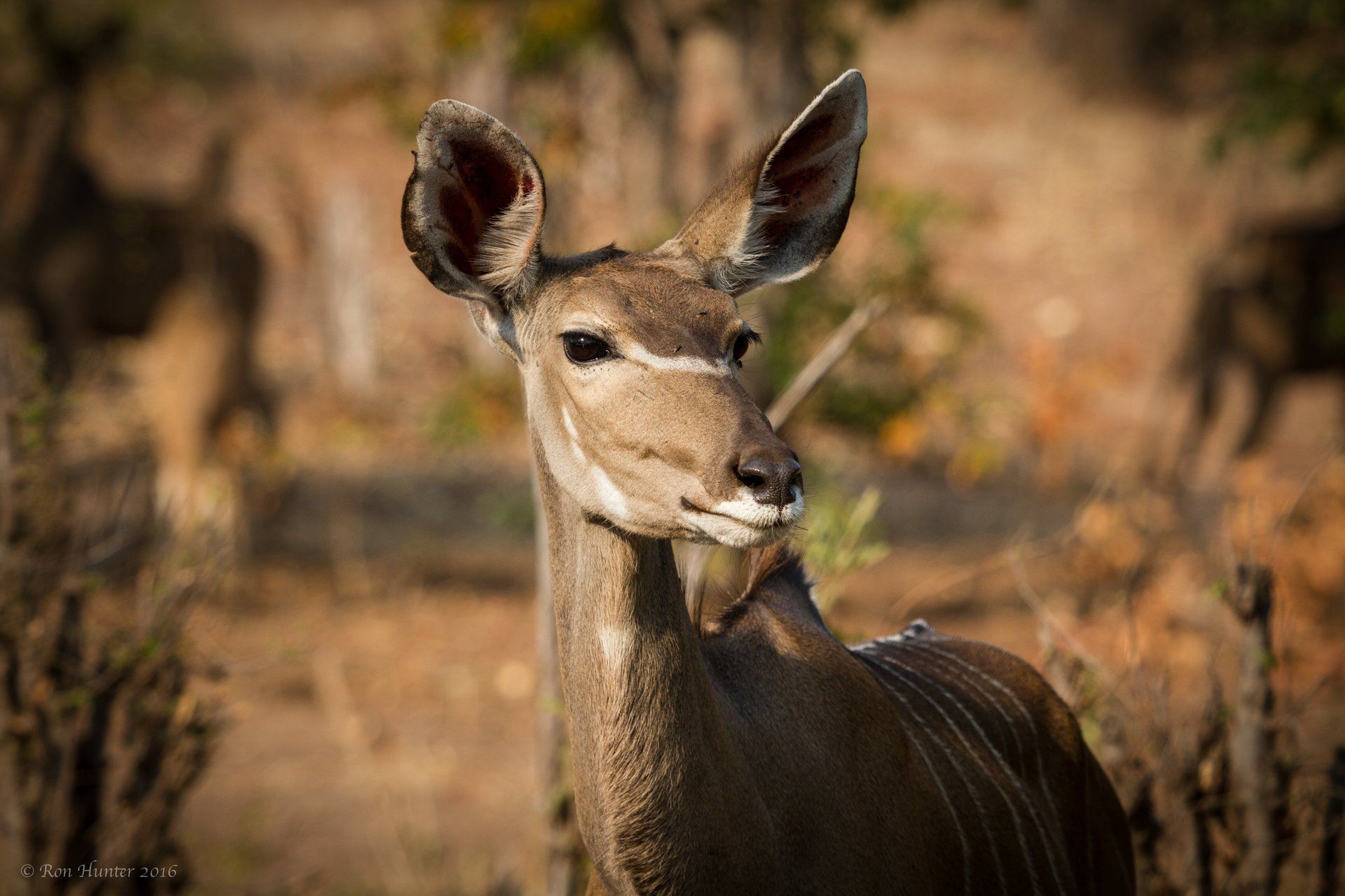 Antelope looking alert