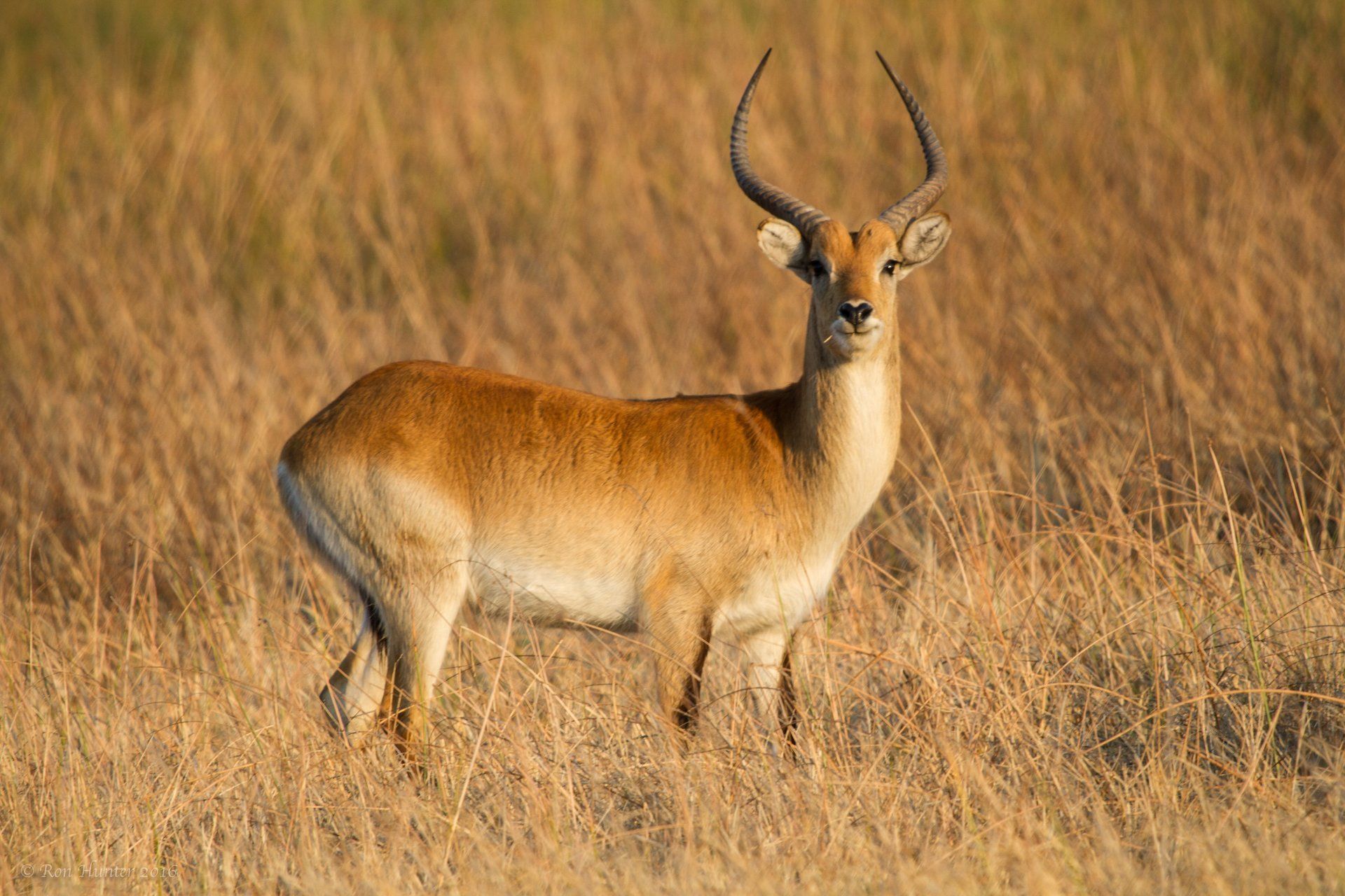 Antelope looking iver, alert.