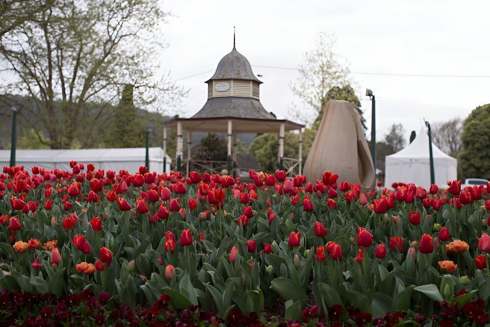 Red Tulips in Full Bloom With a Gazebo in the Background — J&C Quality Construction in Bowral, NSW