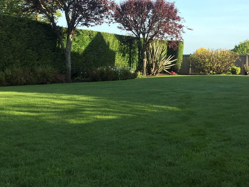 Lush green lawn with trees and a hedge under a blue sky, casting long shadows.