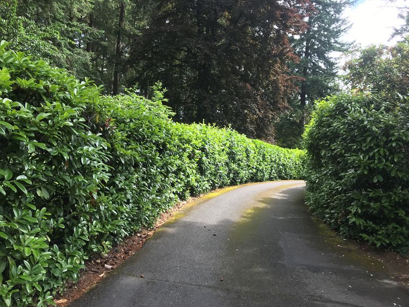 A curving asphalt driveway lined with tall, green hedges winds through a forest.