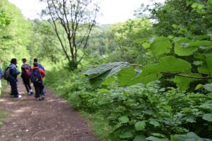 A group of people are walking down a dirt path in the woods.