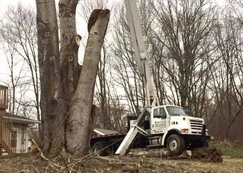 A white truck with a crane attached to it is cutting down a tree.