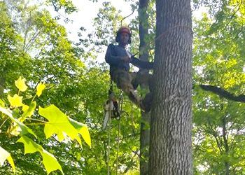 A man is climbing a tree with a chainsaw.