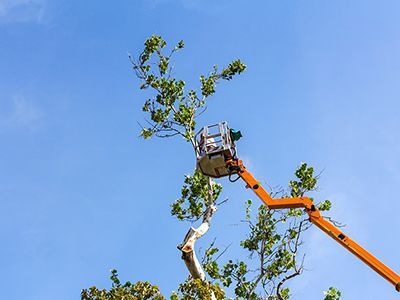 A man is cutting a tree with a crane.