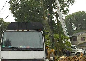 A white truck with a crane on top of it is cutting a tree.