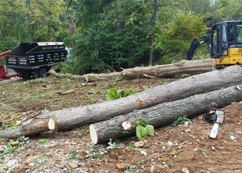 A pile of logs sitting on top of a dirt field next to a bulldozer.